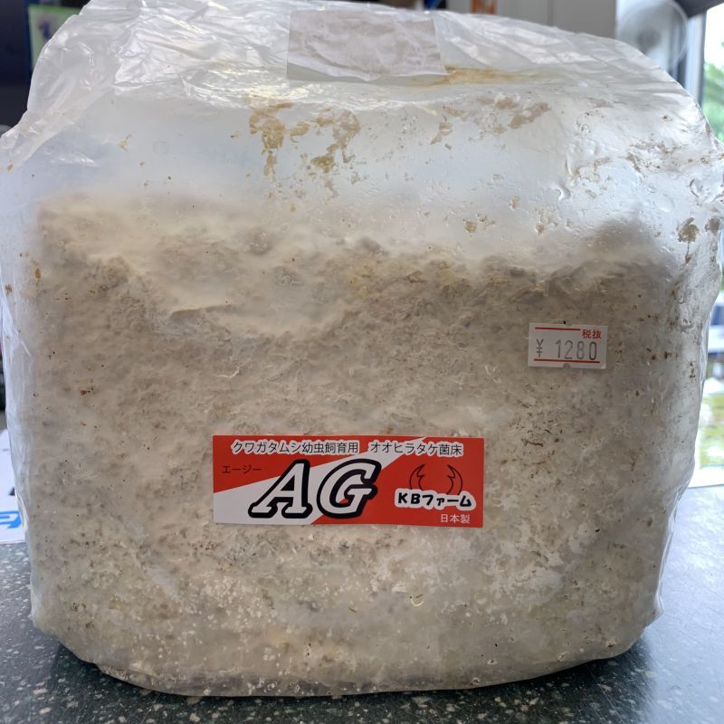 菌床ブロック AG 3500ｃｃ×10個 KBファーム製 オオヒラタケ AGブロック